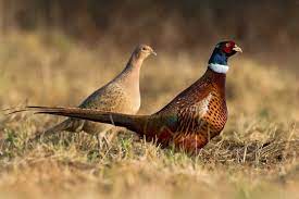 Ring-necked pheasants not native to U.S. but have thrived as a game bird |  Forest Preserve District of Will County