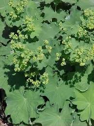 Use them in commercial designs under lifetime, perpetual & worldwide rights. Perennials For Season Long Bloom
