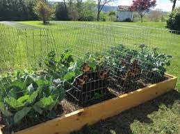 Check spelling or type a new query. Garden Commander Keeps Deer Out 540 454 3671