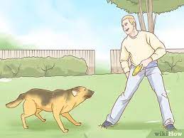 Maybe you would like to learn more about one of these? 3 Ways To Calm Down A Playful Large Dog Wikihow Pet