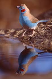 Australian Bird With Red Cheeks Red Cheeked Cordon Bleu The Red Cheeked Cordon Bleu Is A Small Passerine Bird This Estrildid Finch Is A Resident Breed Beautiful Birds Pretty Birds Pet Birds