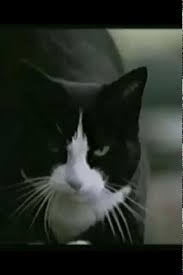 A Lovely Cat Video 2020 Tv Kiyamet