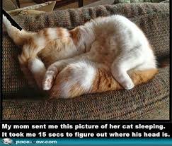 Image result for cats sleeping in strange places