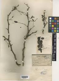 Image result for Cathormion