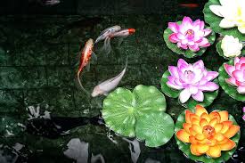 Lily pads can either be removed physically or chemically. Do Fish Eat Lily Pads