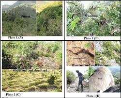 Image result for Anthospermum usambarense