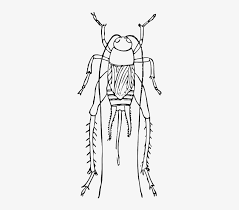 Choose from over a million free vectors, clipart graphics, vector art images, design templates, and illustrations created by artists worldwide! Cartoon Bugs Bug Cricket Insect Crickets Long Cricket Outline Free Transparent Png Download Pngkey