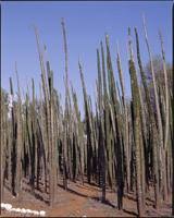 Image result for Cladostemon kirkii