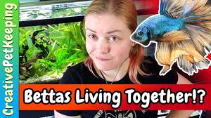 Can You Keep Male And Female Betta Fish Together Betta Fish Betta Fish Pet