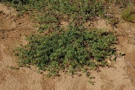 Image result for Stylosanthes fruticosa