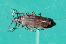 Palo alto battlefield national historical park integrated vegetation management plan and environmental assessment. Bug Of The Week Palo Verde Beetle Growing With Science Blog