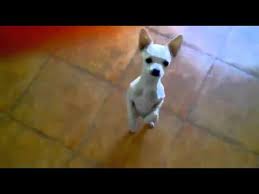 Pin By Hhm On Laughable Cute Chihuahua Funny Dog Videos Chihuahua Love