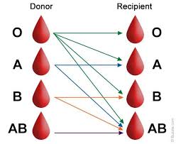 Blood Types Chart Medical Assistant Nursing Assistant