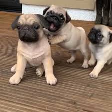 Black And Tan Pug Puppies Pin On Awwww