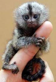 If you are looking for a capuchin monkey contact us today so we can d. What Is A Finger Monkey Cute Baby Monkey Pet Monkey Cute Animals