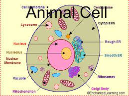 Animal cell 6th grade project. Book C Chapter 1 Vocabulary Ppt Video Online Download