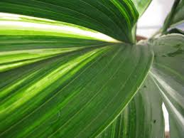 Image result for Kořenokvětka Aspidistra