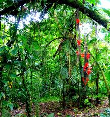The cloud forests of costa rica are some of the most beautiful. Costa Rica Rainforest And Chocolate Adventure