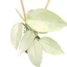 Philodendron Grey Silver Sword Philodendron Order Plants Online Plant Leaves