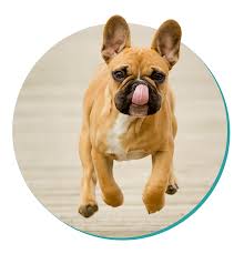 Early training is effective, the breed can be. French Bulldog Dog Breeds Breed Information Mad Paws