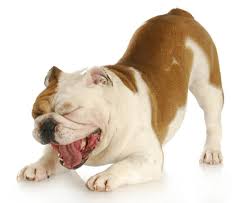If you suspect your dog has been poisoned, before making him vomit, contact your veterinarian or the 24 hour pet poison helpline. Why Is My Dog Throwing Up Undigested Food Hours After Eating Healthy Homemade Dog Treats