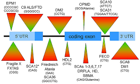 Repeat Expansion Diseases Abstract Europe Pmc
