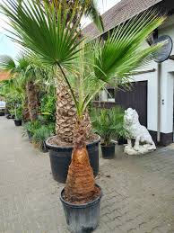 Image result for Disa robusta