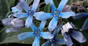 Oxypetalum Caeruleum Flowers Planting Flowers Milkweed