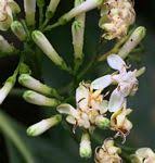 Image result for Tarenna pavettoides