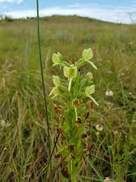 Image result for Habenaria epipactidea