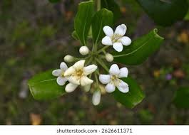 Image result for Pittosporaceae