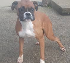 Check spelling or type a new query. Boxers For Adoption In Ireland Posts Facebook
