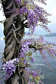 Wesayso Foundation Nature Beautiful Tree Purple Flowers