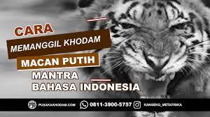 Efek khodam macan putih bagi pemula yang pertama kali memilikinya pemaharan 0811 3900 5757 (mbak rindu) www. Terkeren 28 Gambar Wallpaper Macan Putih Richa Wallpaper