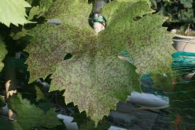 Image result for Pseudopeziza tracheiphila