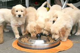 Check spelling or type a new query. 10 Tips For Keeping Your Dog Warm Your Cold Weather Guide