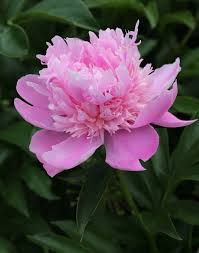 Each may for 50 years the trujillos have sold their peonies but the covid pandemic and family health issues have forced the family to shut down operations the past two seasons. 5 Tips For Growing Peonies Longfield Gardens