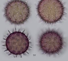 Image result for Hibiscus aponeurus