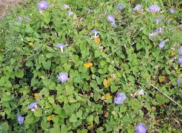 Image result for Ipomoea lapathifolia
