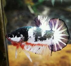 Ohmpk Fccp Betta Fish Betta Fish