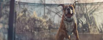 Watch the new john lewis christmas tv advert 2016 with #bustertheboxer click here to continue the story: Dog Charities Issue Bizarre Warning Over John Lewis Christmas Advert By Warning Dog Owners Not To Recreate Stunt