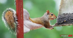 Use of vaseline & oil. Squirrel Proofing Tips Whether You Love Em Or Hate Em Sneades Ace Home Centers