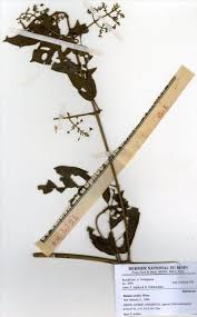 Image result for Rutidea