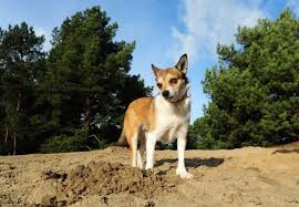 Image result for lundehund