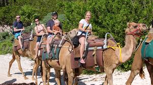Some camels don't finish the race: Camel Safari Tour Cancun Adventure Tour