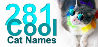 Male and female cat names. 281 Cool Cat Names For Your Awesome Furry Friend