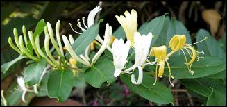 Image result for Caprifoliaceae