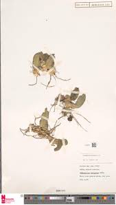 Image result for Bulbophyllum unifoliatum