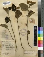 Image result for Grewia herbacea