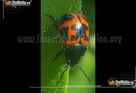 I had just purchased the milkweed on line and planted in may. Swamp Milkweed Leaf Beetle Labidomera Clivicollis
